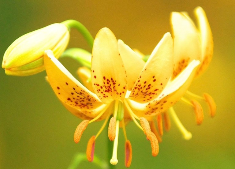 Ever and Faithful Art Thou’